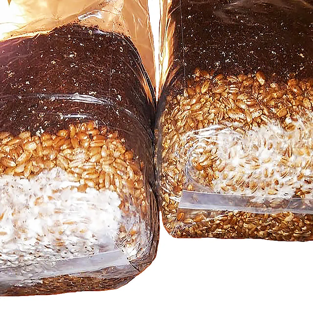 Mini All in One Mushroom Grow Bag